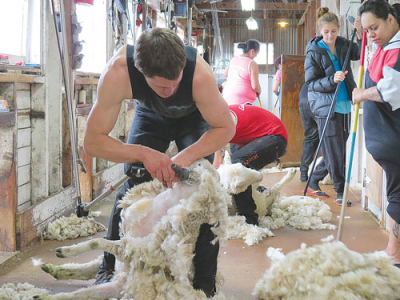 Pre-Lamb Shearing