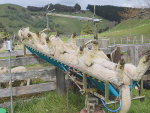 Te Pari recently acquired the Vetmarker lamb docking product range from Fenemor Innovations.