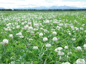 With urea fertiliser prices up, farmer interest in white clover is skyrocketing.