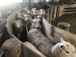 Managing Light Ewes at Scanning: Wormwise Advice