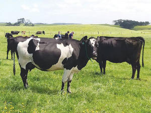 Cows on the grass-only farm.