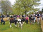 Calf days are in doubt thanks to Mycoplasma bovis.