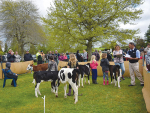 Calf days are in doubt thanks to Mycoplasma bovis.