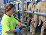 Milking at the St Kilda farm in the north Taupo area.