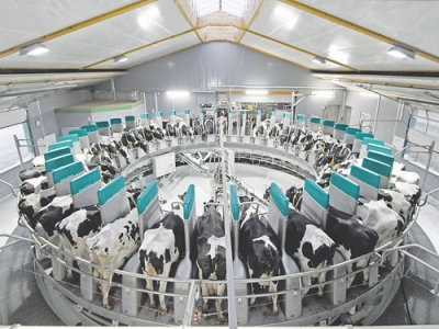 No-cups rotary milks 400 cows in two hours