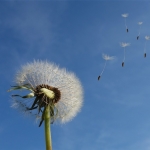 Free wind power trial