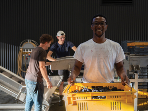 Daren Clark, Roots Fund Scholar from Greene County Virginia, hand sorting Pinot Noir. Photo Credit: Richard Brimer.