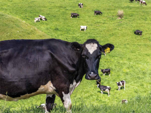 BCS gains are not easily won over the dry period and need good planning, feeding and commitment to be achieved.
