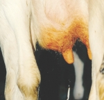 Tips on teatsprays to minimise mastitis