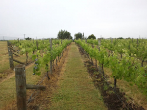 The Mission Estate Focus Vineyard in Hawke’s Bay.