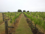 The Mission Estate Focus Vineyard in Hawke’s Bay.