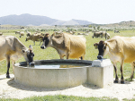 Heat stress not only impacts a cow's milk production, but the resulting loss of body condition can have a detrimental and longer-term flow on effect.