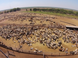 Once you chase cattle with drones they don&#039;t forget.