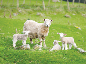 Weaning dates should be flexible depending on the season and the market.