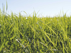 Levies are collected from the following Commons: Nui, Moata, Manawa, Tama, Ruanui, Huia and Pawera, as well as uncertified ryegrass, red and white clover.