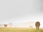 The number of dairy cattle has dropped for the first time since 2005, says Statistics New Zealand.