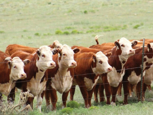 Planning and systems are critical for successfully mating yearling heifers.