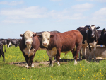 There are many ways to tailor your mating programme to ensure your cows have the best mating this season.