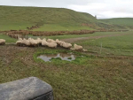 Southland Farmer Faces $120k Lamb Loss After Wet Spring