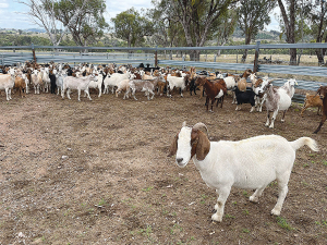 Australia’s goatmeat industry is growing on the back of favourable weather and expansion of processing plants.