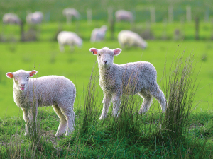 Lambs without a mum can show a huge improvement if separated from the big mob and run on their own on the highest quality feed you’ve got.