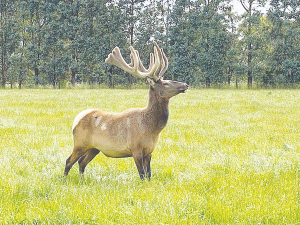 Potential velvet world record holder, three-year-old Wapiti stag Eureka from Mayfield Elk Farm in Southland.