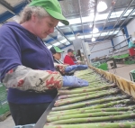 Dairy man jumps on asparagus bandwagon