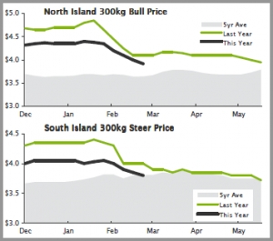 BEEF | Dairy cows coming out in big numbers
