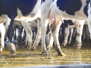 The true cost of lameness