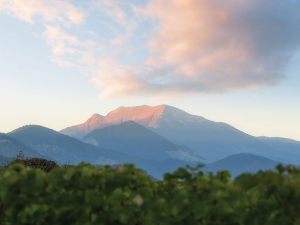 Richmond Plains Vineyards. Photo by Chocolate Dog Studio.