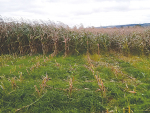 The potential of under-sowing forage maize