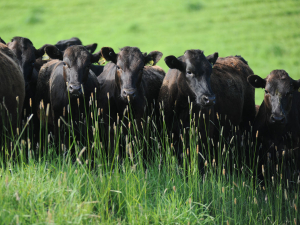 Rabobank say they expect solid returns from key export markets.