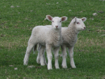 Field studies are currently underway to find out if there’s a relationship between drenching pregnant sheep with long-acting drenches and lamb mortality.