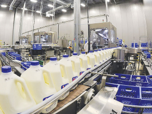 The dairy processing industry is facing the prospect of losing some highly skilled staff because they are not fully vaccinated.