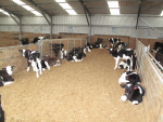 Calves should be given a single treatment at four days old and the product's approved for use on organic farms.