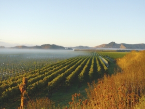 The  mysteries of New Zealand Chardonnay and Sparkling wine will unfold in beautiful Gisborne early next year. Photo: Kirkpatrick Estate Wines, supplied by NZW.