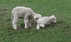 Limiting lamb losses starts here