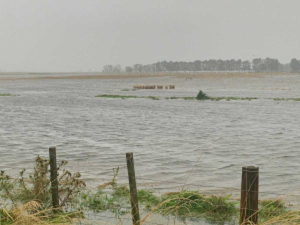 Beef + Lamb New Zealand (B+LNZ) estimates the cost for sheep and beef farmers from recent severe weather events, including two cyclones, could total between $367 million and $422 million.