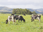 The trials at Massey have involved running 80 cows over pasture which incorporates ecotain plantain.