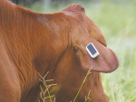 The Ceres smart tag is the world&#039;s first direct-to-satellite tag for agriculture.