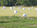 Once silage is sealed nothing can be done to change its fermentation process.