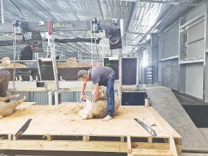 The Shearmaster system can be installed in a multi-purpose shed that when not being used for shearing duties can be used for other uses.