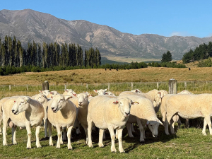 Shire rams on Tim Gow&#039;s organic stud in Western Southland.