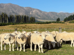 Shire rams on Tim Gow&#039;s organic stud in Western Southland.