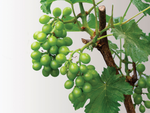 Pinot Noir cuttings are grown until flowering, with the ensuing baby berries removed before being placed on a media in a petri dish.