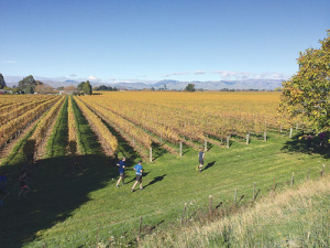 Running through vineyards is one of the highlights of the Saint Clair annual half marathon.