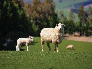 Wean at least a proportion of lamb crop early to benefit both lambs and ewes.