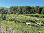 Weathering the storm: Grape Days Hawke&#039;s Bay