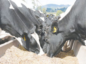 Maize silage is a valuable tool in a farmer’s toolbox to help achieve target BCS.