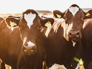 New Zealand is the first country to attempt to eradicate M. bovis.